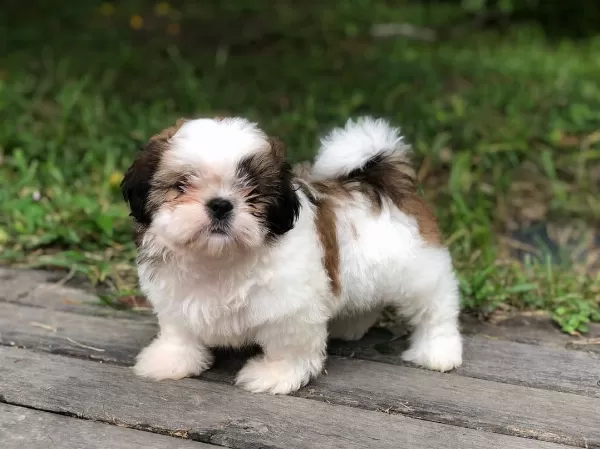 Irk Garantili Shih Tzu Yavruları