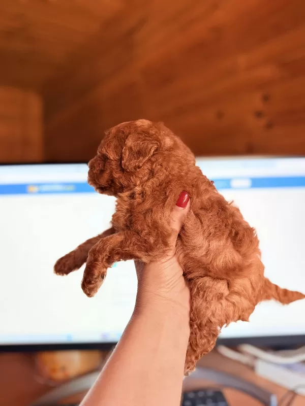 Sakarya Toy Poodle Yavrular
