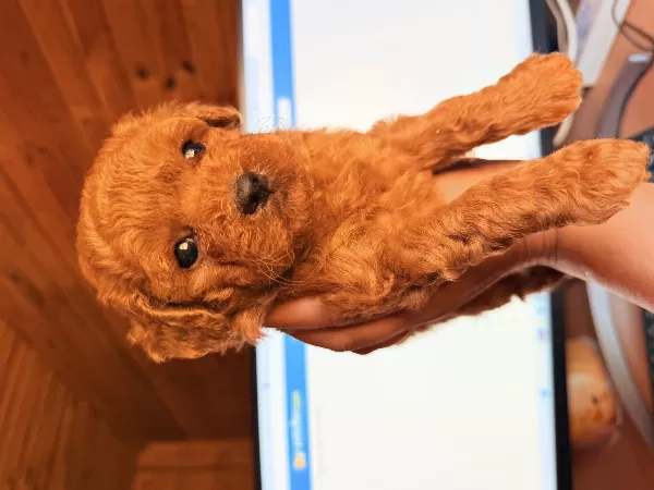 Sakarya Toy Poodle Yavrular